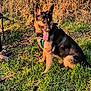 dog, german_shepherd, grass, outdoor, leash, harness, tongue_out, sunlight, nature, person_partial, brown_fur, black_fur, pet, animal, sitting, field, daytime, happy, canine, fur
