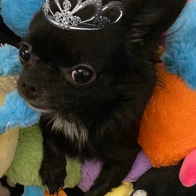Tasha