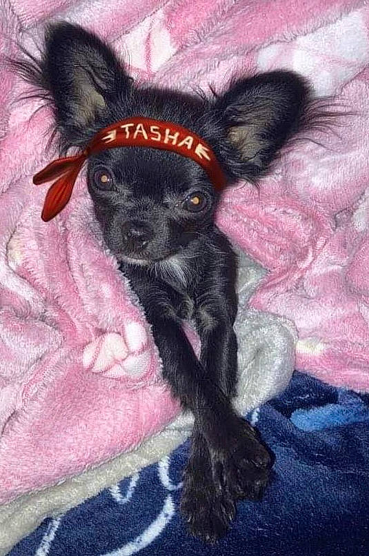 Tasha a rejoint le concours — aidez-le/la à gagner de superbes lots ! art, canidae, carnivore, companion_dog, dog, dog_breed, drawing, fawn, fur, head, magenta, painting, paw, pink, sleeve, snout, sporting_group, terrestrial_animal, whiskers, working_animal