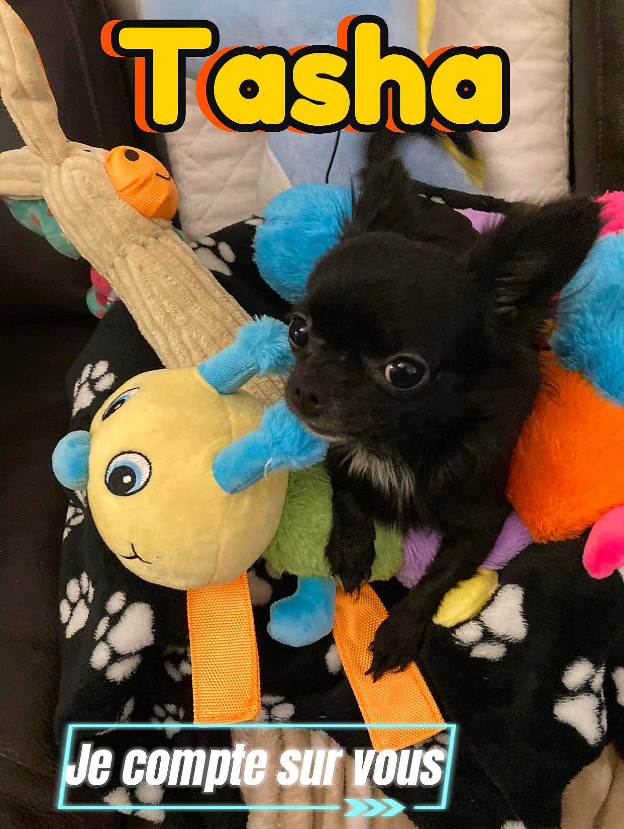 Tasha participe au concours pour gagner de l'argent avec cette photo : action_figure, animated_cartoon, animation, bat, carnivore, companion_dog, dog_breed, dog_supply, fictional_character, font, fur, gesture, photo_caption, plush, stuffed_toy, teddy_bear, terrestrial_animal, toy, toy_dog, working_animal