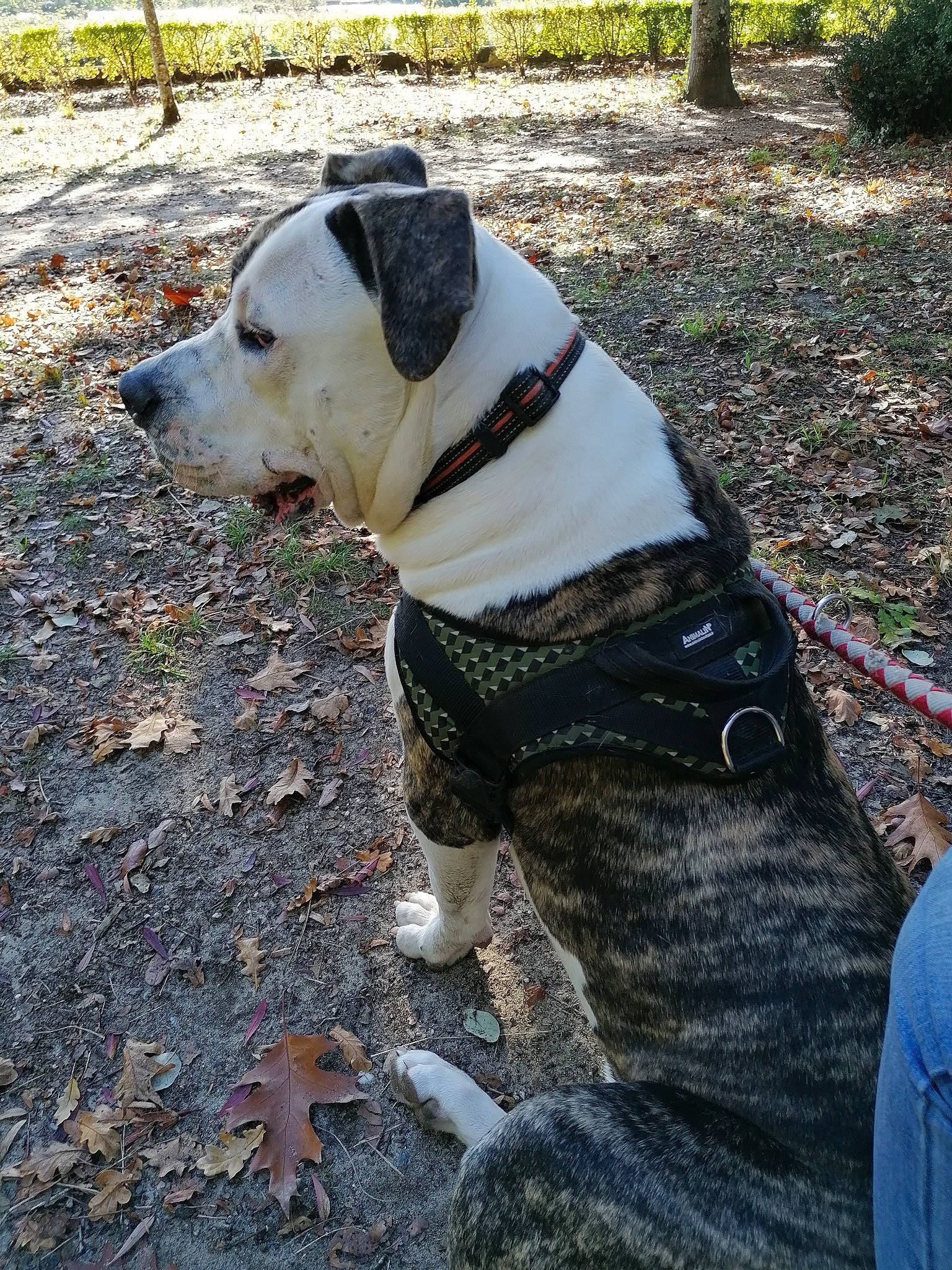 Sky participe au concours pour gagner de l'argent avec cette photo : canidae, carnivore, collar, companion_dog, dog, dog_breed, dog_collar, dog_supply, fashion_accessory, fawn, grass, leash, pet_supply, plant, snout, sporting_group, tail, terrestrial_animal, tree, working_animal