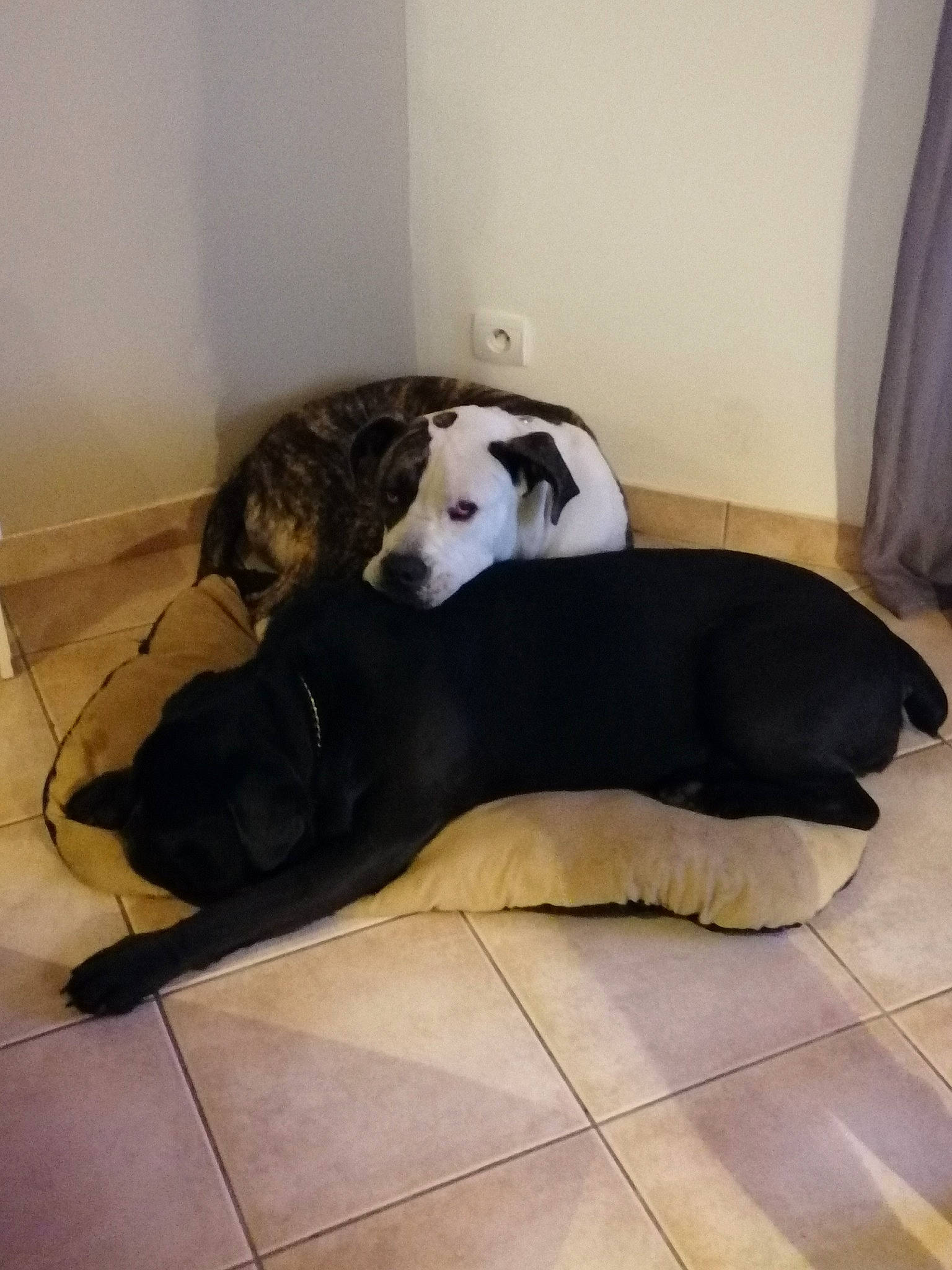 Sky participe au concours pour gagner de l'argent avec cette photo : canidae, carnivore, comfort, companion_dog, curtain, dog, dog_breed, floor, flooring, fur, hardwood, mammal, pet_supply, room, sporting_group, tail, terrestrial_animal, wood, wood_flooring, working_animal