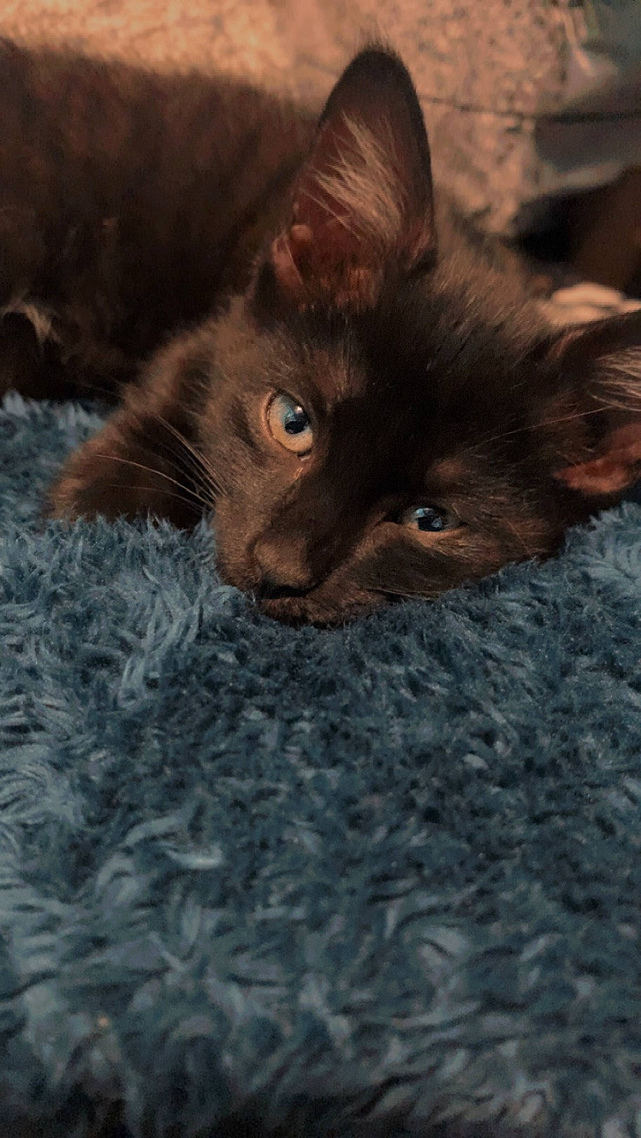 Licorice joined the competition — help win amazing prizes! black_cat, bombay, brown, carnivore, cat, claw, domestic_short_haired_cat, felidae, fur, liver, small_to_medium_sized_cats, snout, terrestrial_animal, whiskers