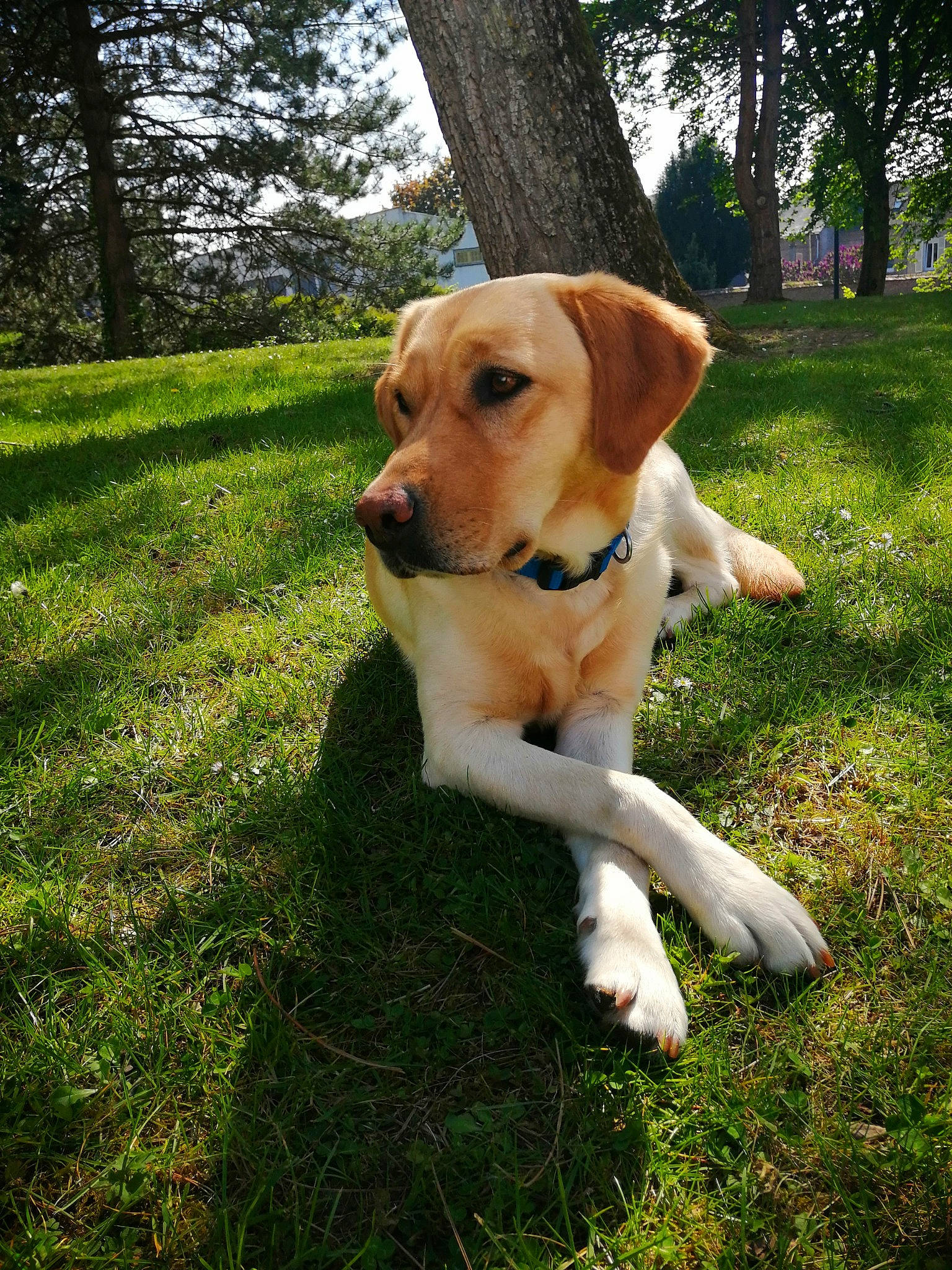 Naïka participe au concours pour gagner de l'argent avec cette photo : beagador, canidae, carnivore, companion_dog, dog, dog_breed, fawn, grass, harrier, hunting_dog, labrador_retriever, mammal, plant, puppy, rare_breed_dog, retriever, snout, sporting_group, tail, vertebrate