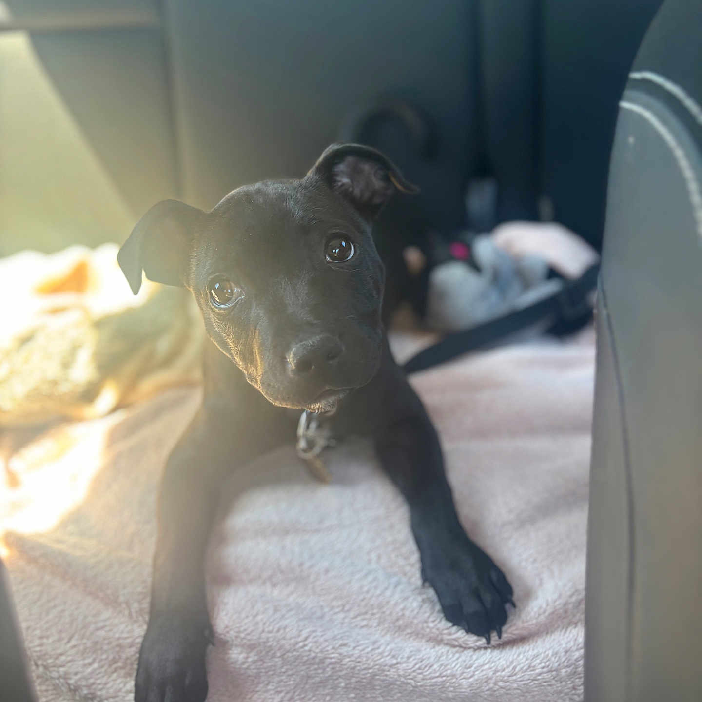 Aïka participe au concours pour gagner de l'argent avec cette photo : animal, backseat, black_dog, blanket, canine, car_interior, collar, curious, cute, dog, domestic_animal, floor_mat, indoors, pet, portrait, puppy, resting, soft_light, toy, young_dog
