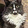 Albus