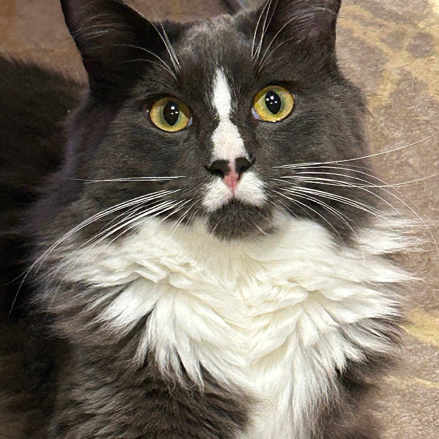 Albus a rejoint le concours — aidez-le/la à gagner de superbes lots ! cat, fluffy, gray, white, whiskers, yellow_eyes, pet, feline, closeup, portrait, indoor, fur, animal, cute, mammal, domestic, face, alert, sitting, background