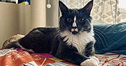 Albus a rejoint le concours — aidez-le/la à gagner de superbes lots ! cat, tuxedo_cat, indoor, bed, blanket, scratching_post, curtains, patterned, feline, pet, resting, fur, whiskers, paw, eyes, cozy, domestic, animal, cute, relaxed