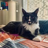 cat, tuxedo_cat, indoor, bed, blanket, scratching_post, curtains, patterned, feline, pet, resting, fur, whiskers, paw, eyes, cozy, domestic, animal, cute, relaxed