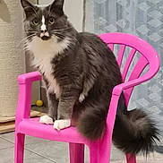 Albus participe au concours pour gagner de l'argent avec cette photo : cat, gray_cat, white_paws, pink_chair, indoor, curious, fluffy, pet, animal, feline, yellow_eyes, sitting, scratching_post, curtains, floor_tiles, home, domestic, whiskers, tail, chair