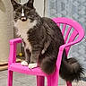 cat, gray_cat, white_paws, pink_chair, indoor, curious, fluffy, pet, animal, feline, yellow_eyes, sitting, scratching_post, curtains, floor_tiles, home, domestic, whiskers, tail, chair
