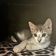 Clover joined the competition — help win amazing prizes! kitten, cat, animal, pet, feline, young, cute, whiskers, ears, paws, indoor, blanket, pattern, leopard_print, resting, curious, soft, fur, closeup, cozy