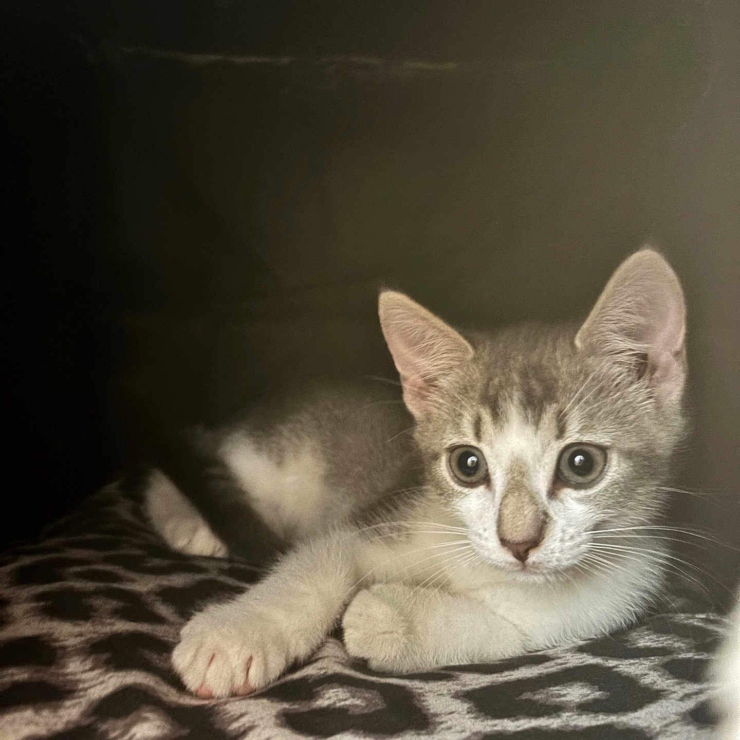 Clover joined the competition — help win amazing prizes! kitten, cat, animal, pet, feline, young, cute, whiskers, ears, paws, indoor, blanket, pattern, leopard_print, resting, curious, soft, fur, closeup, cozy