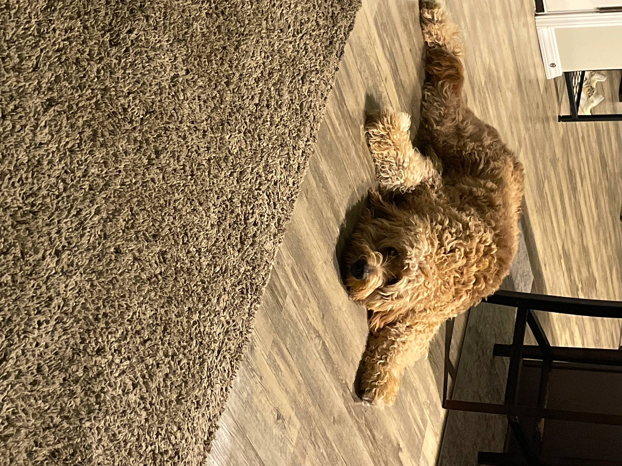 Acey Bean is registered to the contest to win money with this photo: agriculture, beak, bird, feather, felidae, flooring, fur, grass, hardwood, monochrome_photography, pattern, shadow, soil, straw, tail, trunk, twig, wildlife, wing, wood
