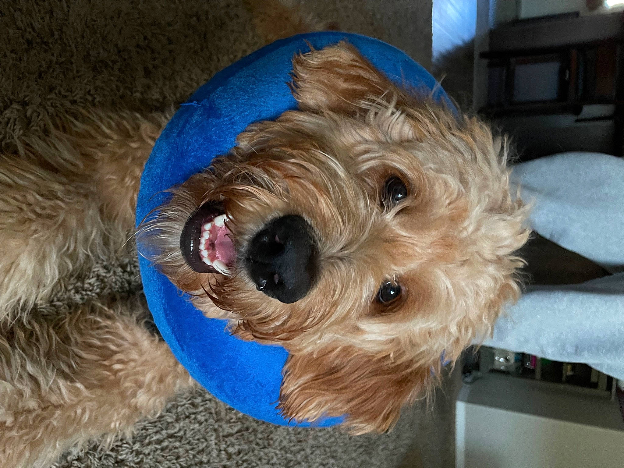 Acey Bean is registered to the contest to win money with this photo: canidae, carnivore, collar, companion_dog, dog, dog_breed, dog_supply, fawn, fur, irish_terrier, lakeland_terrier, pet_supply, schnauzer, small_terrier, snout, sporting_group, terrier, toy_dog, wire_hair_fox_terrier, working_animal