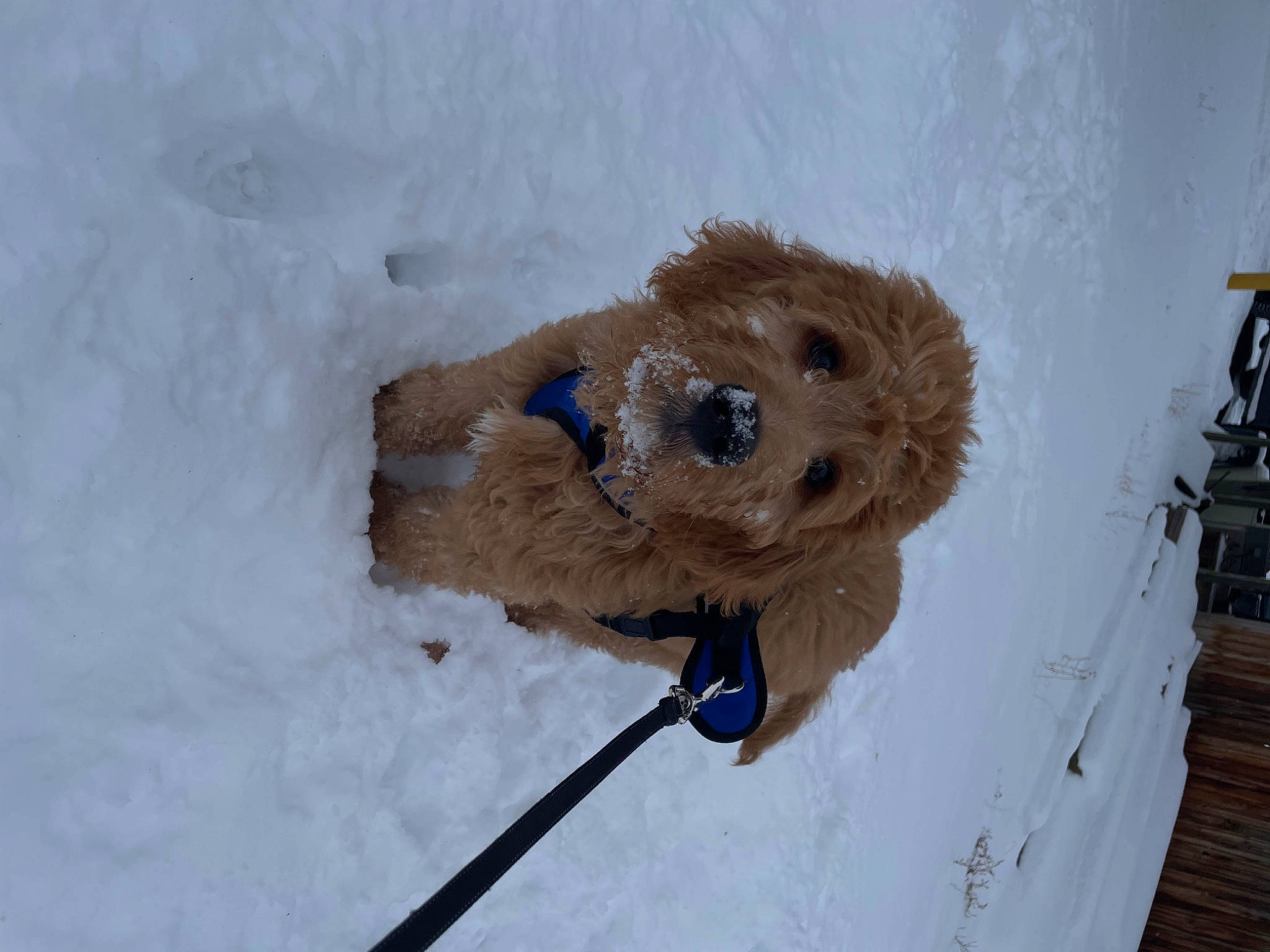 Ace is registered to the contest to win money with this photo: bear, canidae, door, event, freezing, fur, plush, slope, snow, sporting_group, stuffed_toy, teddy_bear, toy, tree, winter, wood, wool, working_animal