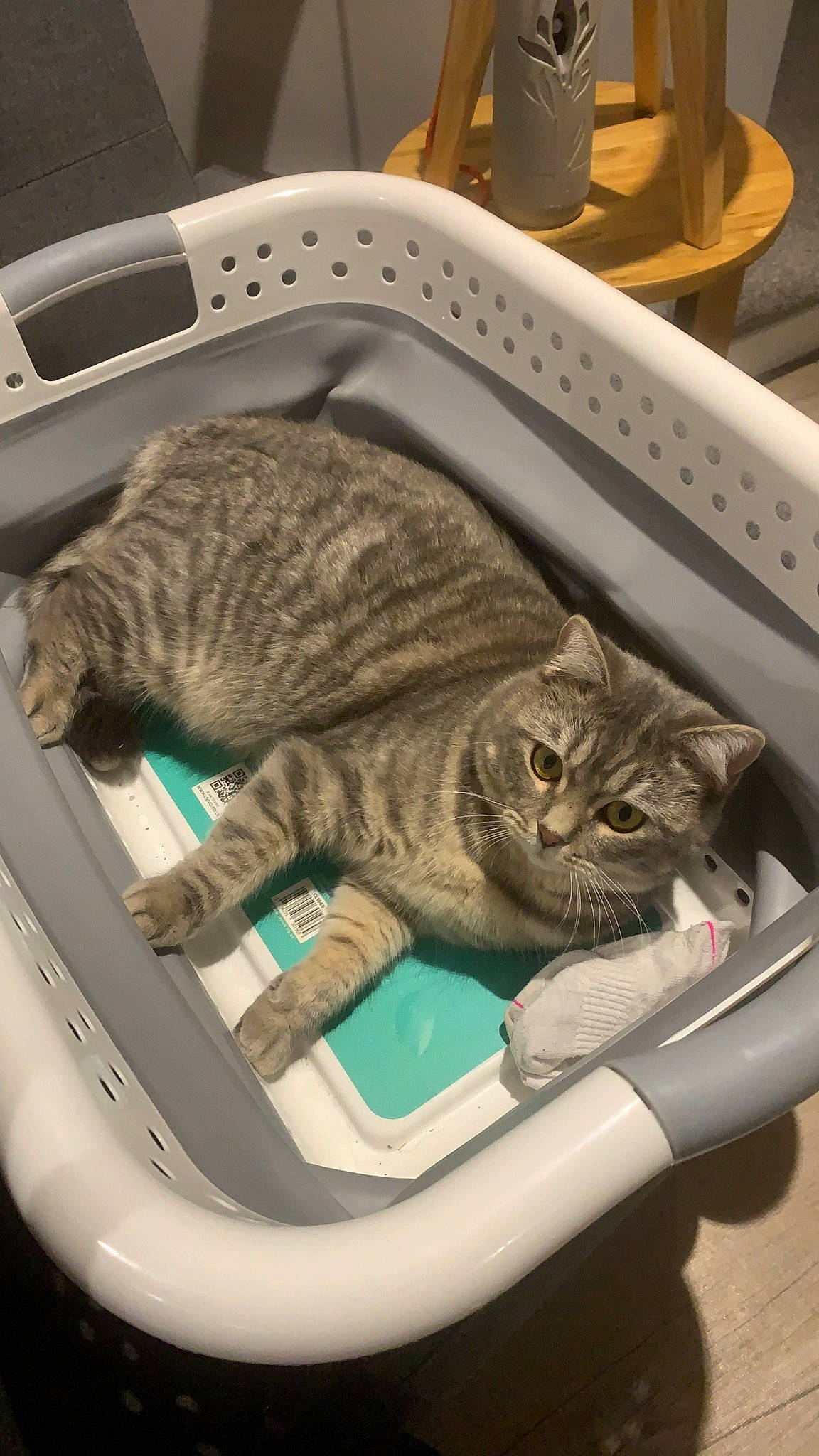 Goose joined the competition — help win amazing prizes! automotive_tire, carnivore, cat, cat_bed, comfort, domestic_short_haired_cat, felidae, fur, metal, motor_vehicle, paw, sitting, small_to_medium_sized_cats, tail, whiskers