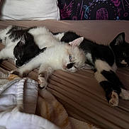 Johnny Cash joined the competition — help win amazing prizes! abyssinian, animal, architecture, bed, blanket, building, cat, couch, cushion, furniture, hardwood, homedecor, indoors, kitten, livingroom, manx, pet, room, siamese, wood