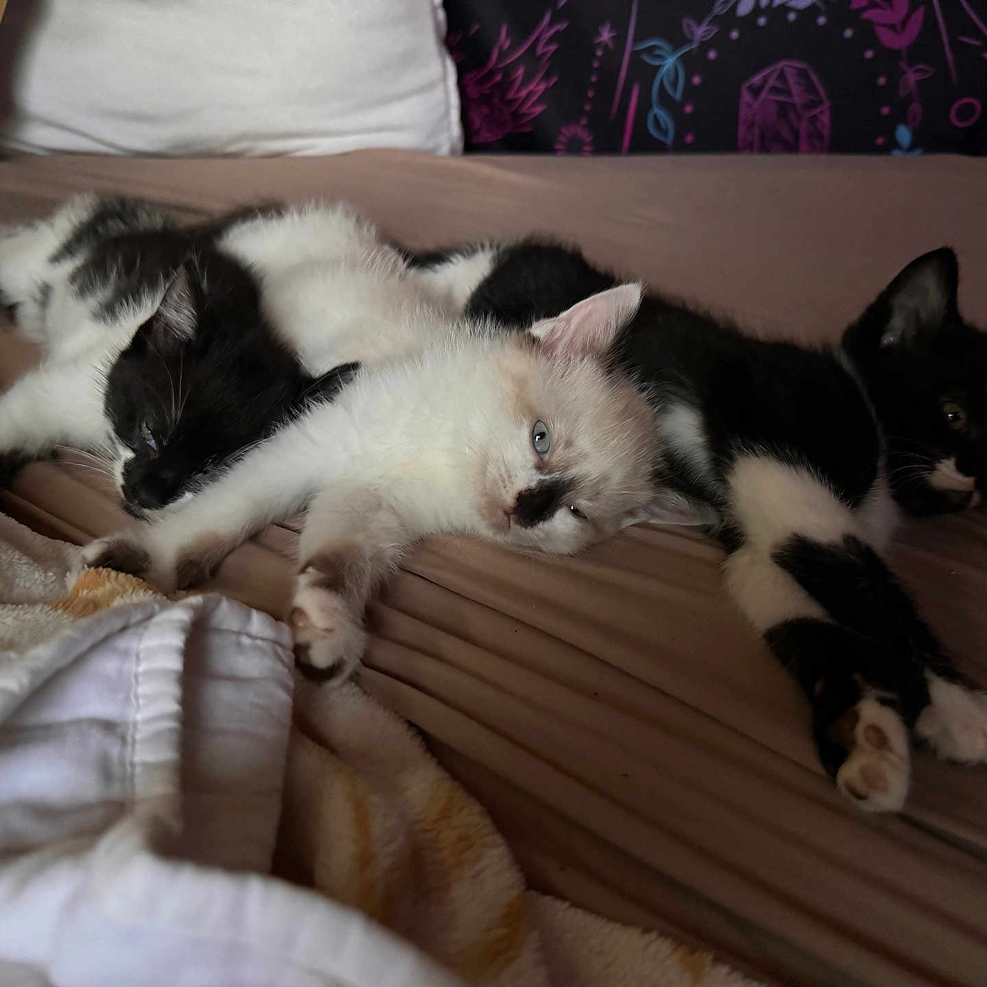 Johnny Cash joined the competition — help win amazing prizes! abyssinian, animal, architecture, bed, blanket, building, cat, couch, cushion, furniture, hardwood, homedecor, indoors, kitten, livingroom, manx, pet, room, siamese, wood