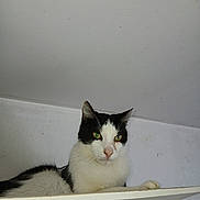 Eugène a rejoint le concours — aidez-le/la à gagner de superbes lots ! cat, black_and_white, shelf, indoor, pet, feline, resting, animal, fur, whiskers, ears, eyes, nose, paw, close_up, quiet, calm, domestic, household, relaxed