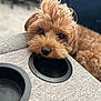 dog, pet, cup_holder, gray_fabric, fluffy, caramel_color, resting, close_up, indoors, cute, curious, cozy, animal, furry, snout, black_nose, soft_texture, relaxed, companion, domestic