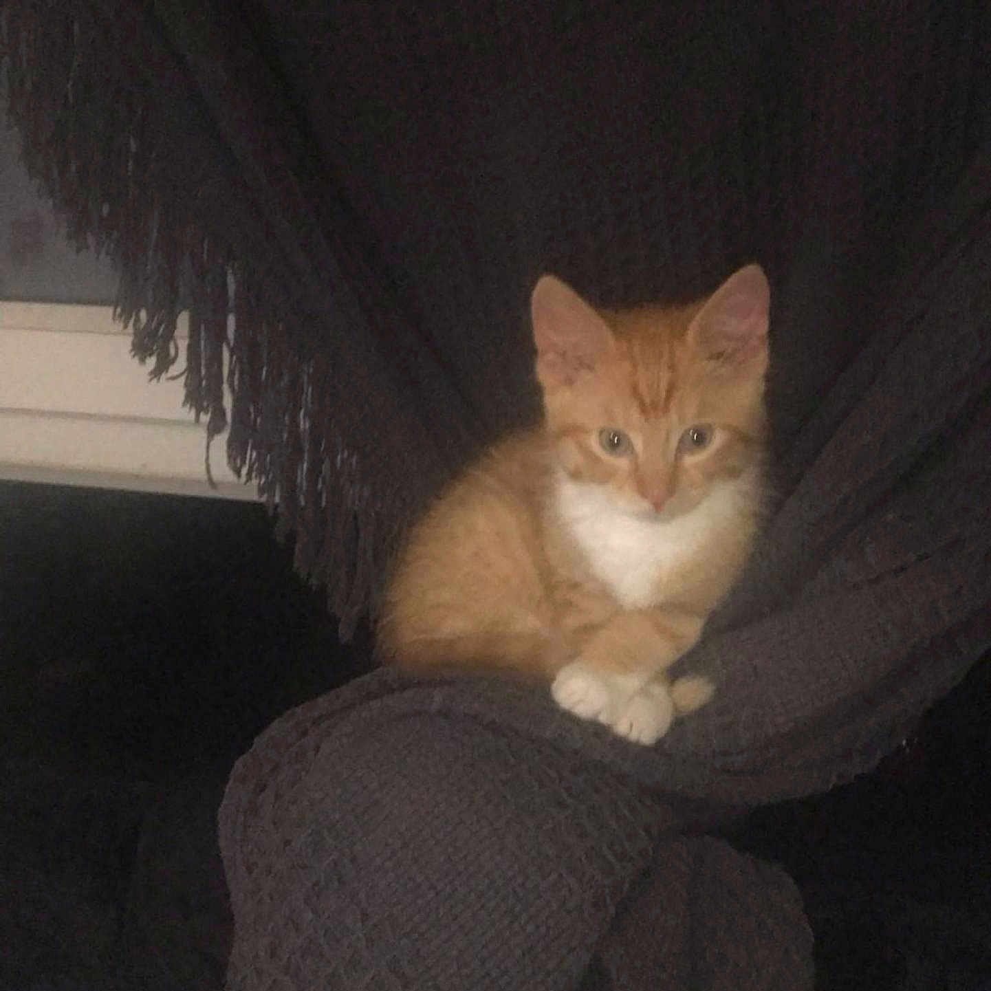 Snap joined the competition — help win amazing prizes! abyssinian, animal, blanket, cat, chair, clothing, couch, cushion, face, furniture, head, homedecor, indoors, kitten, manx, pants, person, pet, photography, portrait