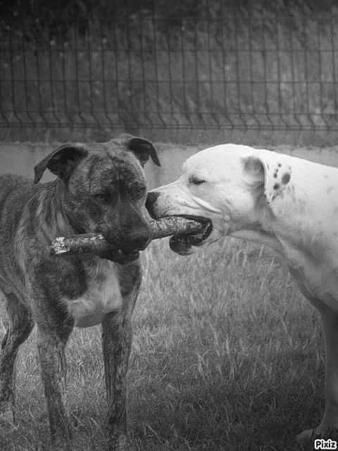 Gamine a rejoint le concours — aidez-le/la à gagner de superbes lots ! alaunt, american_bulldog, american_pit_bull_terrier, american_staffordshire_terrier, bull_and_terrier, bully_kutta, canidae, carnivore, catahoula_bulldog, cordoba_fighting_dog, dog, dog_breed, dogo_argentino, gull_terr, mammal, non_sporting_group, pit_bull, rare_breed_dog, snout, vertebrate