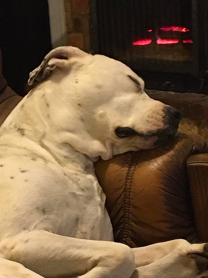 Gamine participe au concours pour gagner de l'argent avec cette photo : american_bulldog, bulldog, bully_kutta, canidae, carnivore, companion_dog, cordoba_fighting_dog, dog, dog_breed, dogo_argentino, dogo_guatemalteco, fawn, guard_dog, non_sporting_group, pit_bull, snout