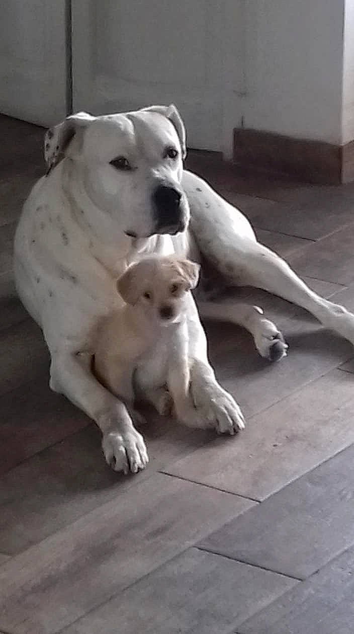 Gamine participe au concours pour gagner de l'argent avec cette photo : boxer, canidae, carnivore, companion_dog, dog, dog_breed, dogo_argentino, dogo_guatemalteco, fawn, guard_dog, labrador_retriever, mammal, non_sporting_group, puppy, rare_breed_dog, sporting_group, street_dog, tail, vertebrate, white