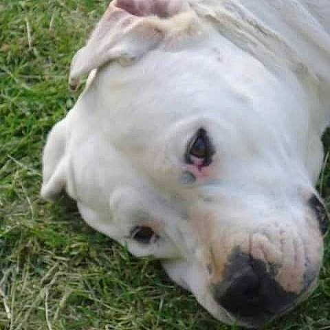 Gamine participe au concours pour gagner de l'argent avec cette photo : ancient_dog_breeds, bulldog, canidae, carnivore, companion_dog, cordoba_fighting_dog, dog, dog_breed, dogo_argentino, dogo_guatemalteco, head, mammal, non_sporting_group, nose, pit_bull, rare_breed_dog, snout, sporting_group, vertebrate