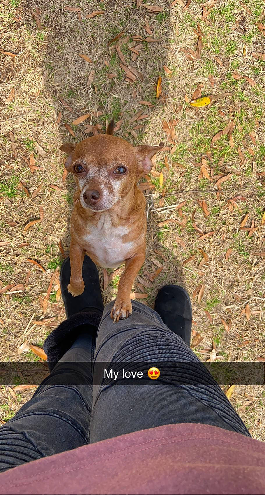 Penni Jean is registered to the contest to win money with this photo: canidae, carnivore, companion_dog, dog, dog_breed, fawn, foot, fur, grass, plant, snout, sock, soil, sporting_group, tail, terrestrial_animal, toy_dog, whiskers, wildlife, wood