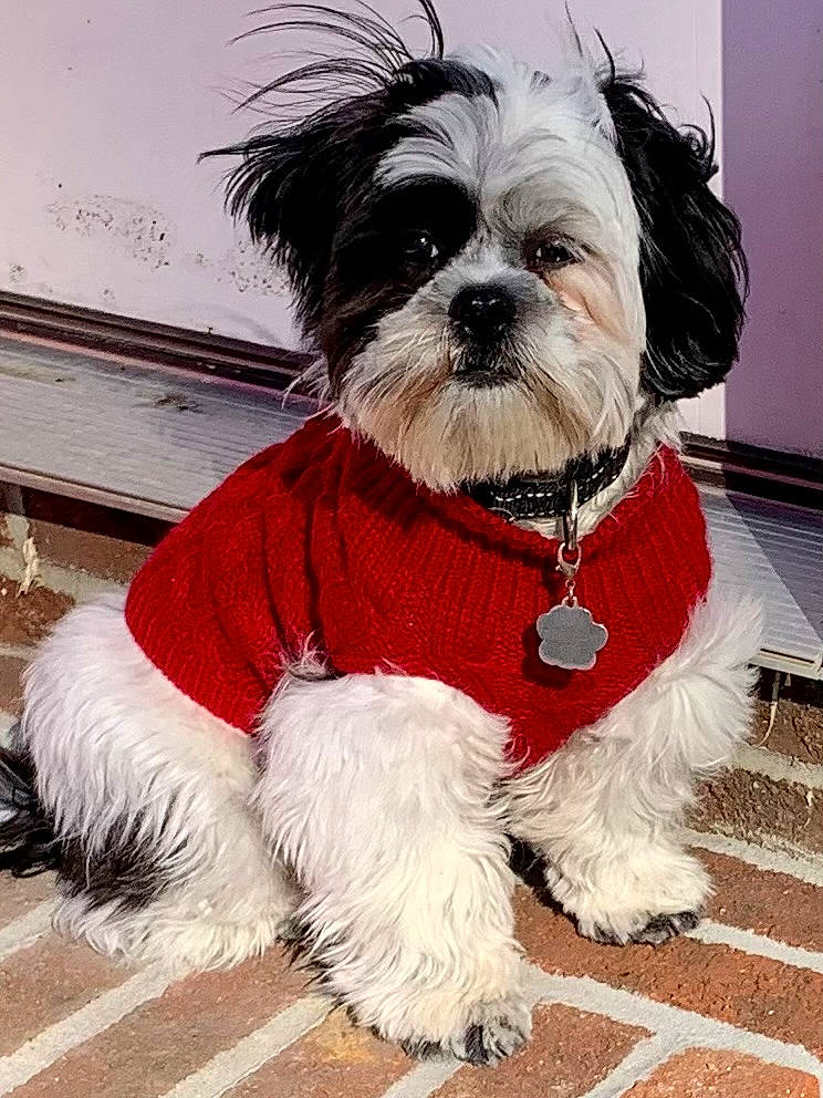 Snoopy joined the competition — help win amazing prizes! canidae, carnivore, collar, companion_dog, dog, dog_breed, dog_clothes, dog_collar, dog_supply, event, fur, liver, pet_supply, small_terrier, snout, sporting_group, tail, terrier, toy_dog, working_animal