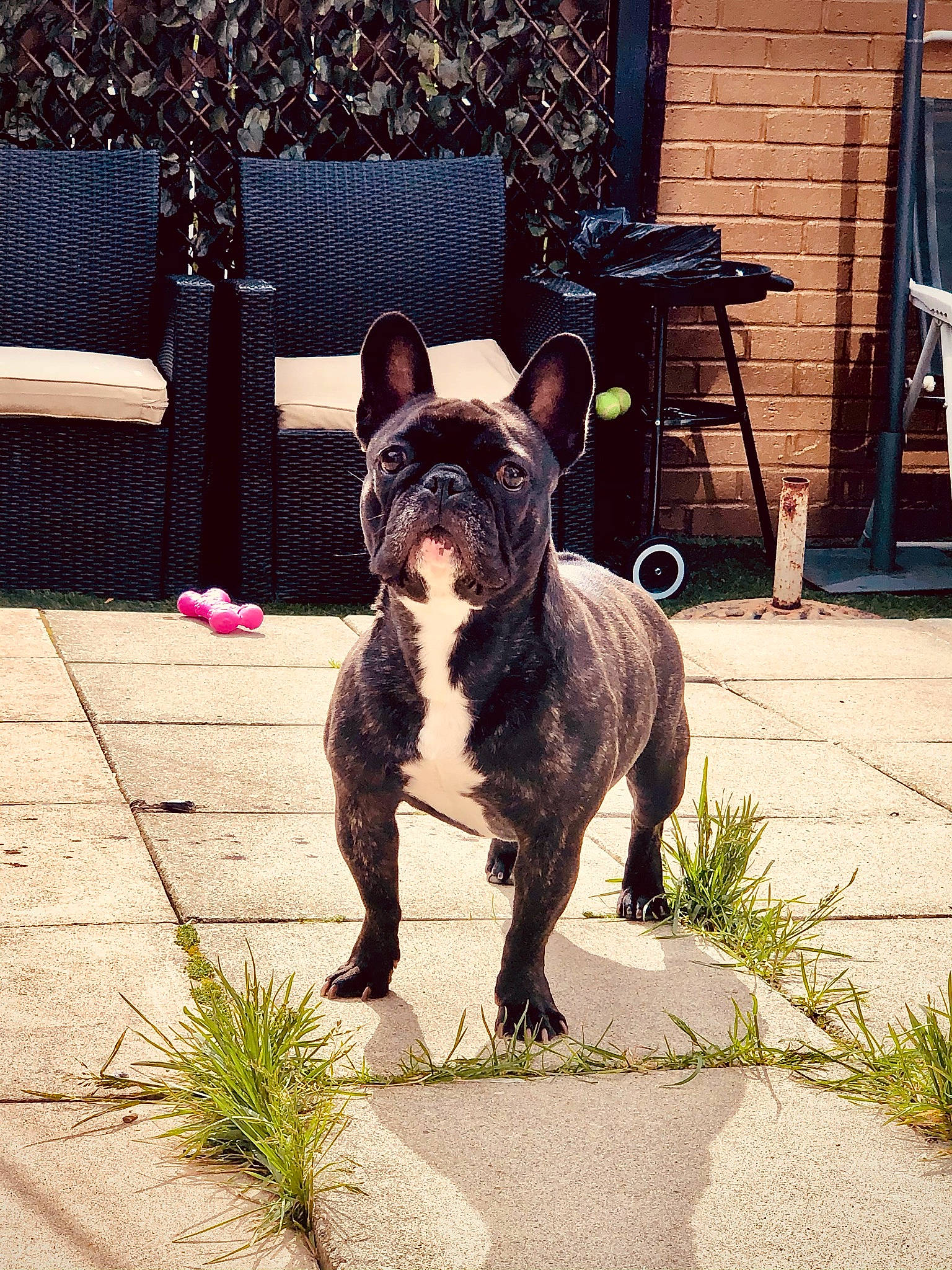 Elsa joined the competition — help win amazing prizes! bull_and_terrier, bulldog, carnivore, chair, collar, companion_dog, dog, dog_breed, dog_collar, door, fawn, grass, ladder, metal, plant, snout, tail, toy_dog, window, working_animal