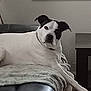 animal, bostonbull, boxer, bulldog, canine, chair, couch, cushion, dog, frenchbulldog, furniture, greatdane, homedecor, hound, indoors, interiordesign, pet, pitbull, puppy, whitedog