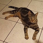 Vaiana participe au concours pour gagner de l'argent avec cette photo : alert, animal, cat, cute, domestic, ears, feline, floor, fur, indoor, laying, looking, mammal, paws, pet, resting, striped, tabby, tile, whiskers