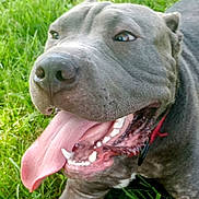 Slim is registered to the contest to win money with this photo: animal, canine, closeup, collar, dog, ears, friendly, fur, grass, happy, mouth, nature, outdoor, pet, pink_tongue, playful, smiling, teeth, tongue, tongue_out