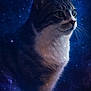 cat, space, galaxy, stars, cosmic, nebula, animal, portrait, fur, whiskers, night, fantasy, mystical, closeup, mammal, pet, animal_portrait, dark_background, majestic, dreamy