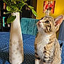 kitten, cat, tabby, rose, flower, vase, table, tablecloth, indoor, yellow_wall, artwork, curious, pet, feline, plant, green_leaves, domestic_animal, blue_chair, decor, closeup