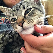 Hashbrown joined the competition — help win amazing prizes! kitten, cat, tabby, close_up, hand, person, couch, indoor, pet, scratching, fur, whiskers, face, ear, furniture, human, clothing, yellow, comfort, relaxation