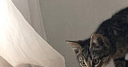 Hashbrown joined the competition — help win amazing prizes! cat, kitten, tabby, curious, couch, yellow_couch, indoor, curtain, white_curtain, furniture, pet, animal, exploring, soft_light, cozy, wall, domestic, young_cat, whiskers, ears