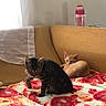 Hashbrown is registered to the contest to win money with this photo: cat, kitten, tabby_cat, orange_cat, couch, blanket, pizza_pattern, indoor, water_bottle, glass, yellow_couch, curious, relaxed, feline, pet, cozy, home, soft_light, window, curtain