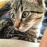 Hashbrown joined the competition — help win amazing prizes! cat, tabby_cat, close_up, whiskers, fur, green_eyes, couch, indoor, pet, animal, curious, relaxing, person, background, casual, feline, domestic_cat, home, soft_fur, close_shot