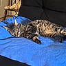 Leo joined the competition — help win amazing prizes! cat, tabby_cat, sleeping, pet, animal, feline, fur, striped_fur, whiskers, paws, tail, relaxed, cozy, blanket, blue_blanket, indoor, furniture, couch, home, nap