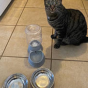 Leo is registered to the contest to win money with this photo: cat, tabby_cat, pet, animal, sitting, indoors, kitchen, tile_floor, food_bowls, water_bowl, automatic_feeder, stainless_steel, gray_fur, striped_fur, green_eyes, whiskers, ears, portrait, home, household