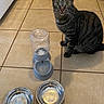 cat, tabby_cat, pet, animal, sitting, indoors, kitchen, tile_floor, food_bowls, water_bowl, automatic_feeder, stainless_steel, gray_fur, striped_fur, green_eyes, whiskers, ears, portrait, home, household