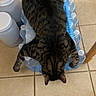 Leo joined the competition — help win amazing prizes! cat, tabby_cat, feline, pet, animal, striped_fur, black_fur, brown_fur, lying_down, resting, water_bottles, plastic_packaging, kitchen, tile_floor, indoor, household, chair_leg, top_down_view, funny, photography