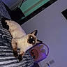 Stormi is registered to the contest to win money with this photo: animal, basket, blanket, cat, cord, cozy, domestic, feline, floor, home, indoor, looking_at_camera, mysterious_eyes, outlet, pet, purple_light, relaxing, siamese_cat, toy, wall