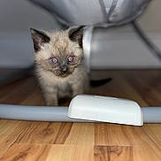 Stormi is registered to the contest to win money with this photo: animal, cat, curious, cute, domestic_cat, exploring, eyes, floor, fluffy, furniture, home, indoor, kitten, pet, red_eye, siamese, small, under_furniture, wooden_floor, young