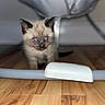 animal, cat, curious, cute, domestic_cat, exploring, eyes, floor, fluffy, furniture, home, indoor, kitten, pet, red_eye, siamese, small, under_furniture, wooden_floor, young