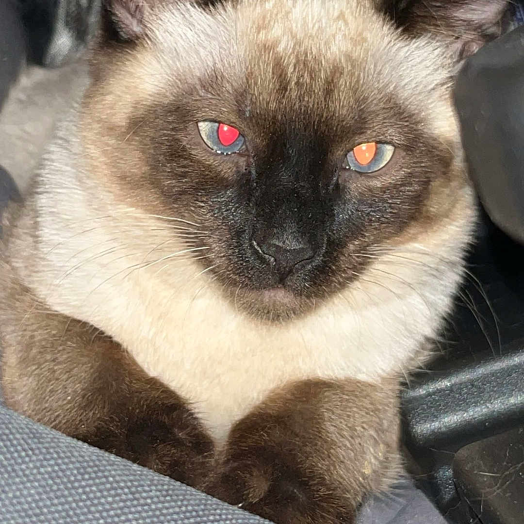 Stormi